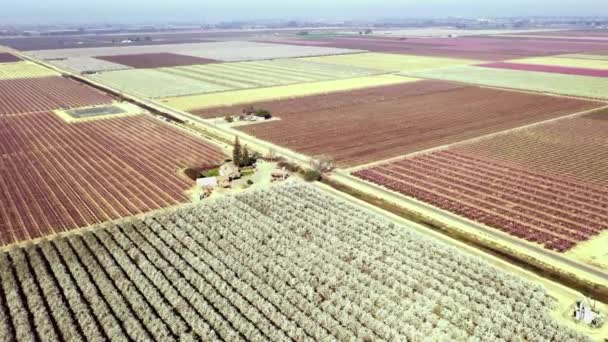 Drone Voando Acima Campos Brancos Rosa Com Amendoeiras Flor Califórnia — Vídeo de Stock