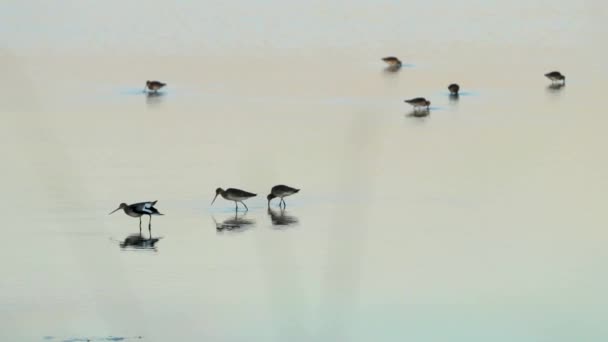 Sekelompok Burung Tringa Makan Saat Matahari Terbenam Perairan Dangkal Kolam — Stok Video