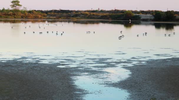 Ομάδα Από Tringa Πουλιά Που Τρέφονται Μια Λίμνη Ηλιοβασίλεμα Στο — Αρχείο Βίντεο