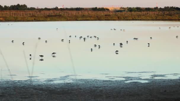 Günbatımında Portekiz Güneyinde Bir Gölette Beslenen Bir Grup Tringa Kuşu — Stok video