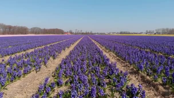 Lila Jácinthus Orientalis Holland Jácint Tavasszal Hollandiában Réten Drónlövés — Stock videók