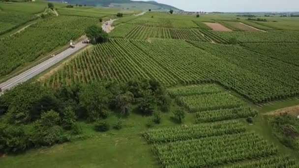 Onward Aerial Footage Wide Land Crops Vegetation While Panning Right — Vídeo de stock