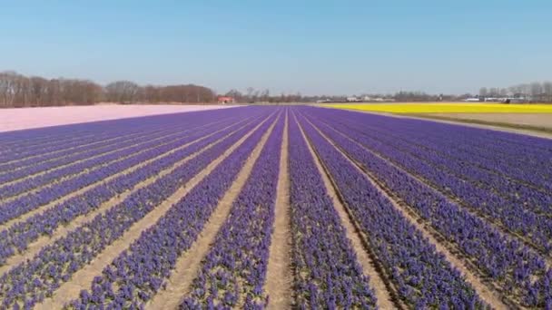 Színes Jácintvirág Virágzik Mezőn Hollandiában Hyacinthus Orientalis Duin Bollenstreek Hollandiában — Stock videók