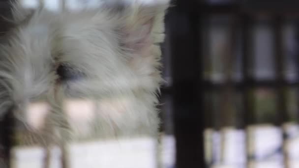 Dog Looking Window Observing Cute West Highland Terrier Glass Doors — Vídeo de stock