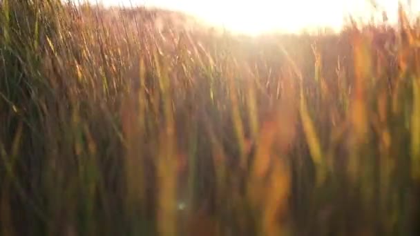 Reed Soprando Vento Durante Pôr Sol — Vídeo de Stock