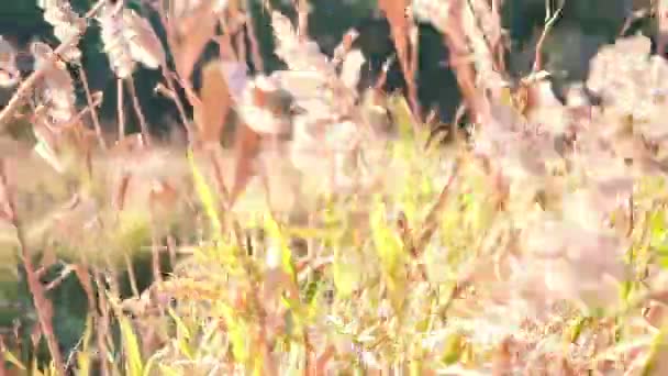 Riet Blazen Uitzicht Vanaf Een Heuvel Achter — Stockvideo