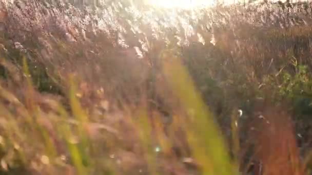 Sonne Scheint Die Kamera Bei Sonnenaufgang Weht Schilf Vordergrund — Stockvideo