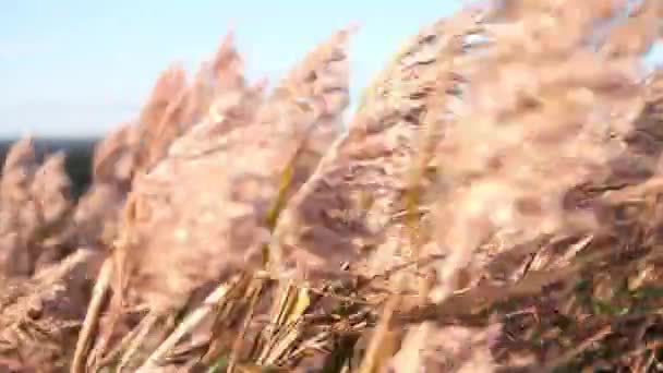 Крупный План Дуновения Тростника Золотой Час — стоковое видео
