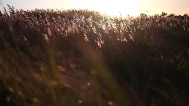 Câmera Apontando Para Pôr Sol Bela Cana Soprando Primeiro Plano — Vídeo de Stock