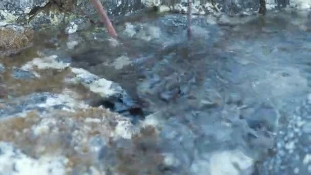 Picking Sea Urchin Coastline — Stock video