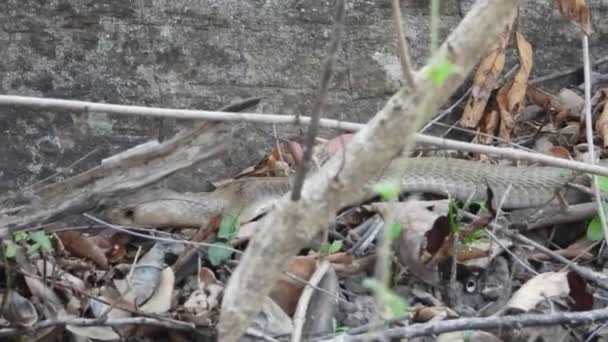 Rei Indiano Cobra Área Florestal Encontrando Comida — Vídeo de Stock