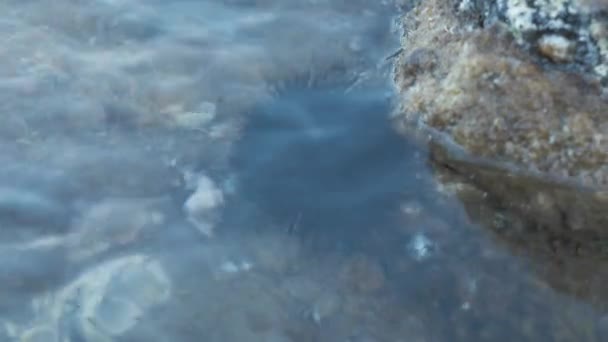 Singolo Riccio Mare Acque Poco Profonde Accanto Alla Roccia — Video Stock