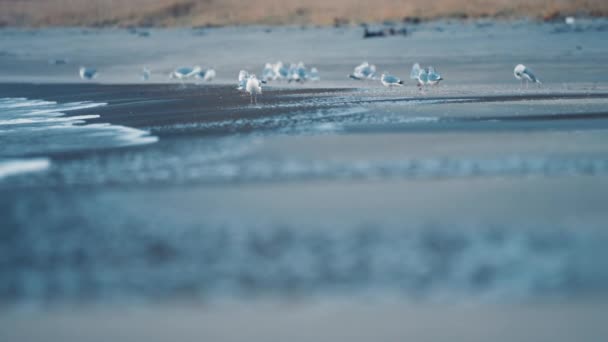 Ersfjord Sahilindeki Martılar Dalgalar Islak Kumda Yavaşça Yuvarlanır Yavaş Çekim — Stok video