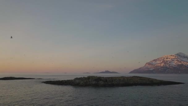 Flock Måsar Och Fåglar Som Cirklar Över Fjorden Kvalya Tromvik — Stockvideo