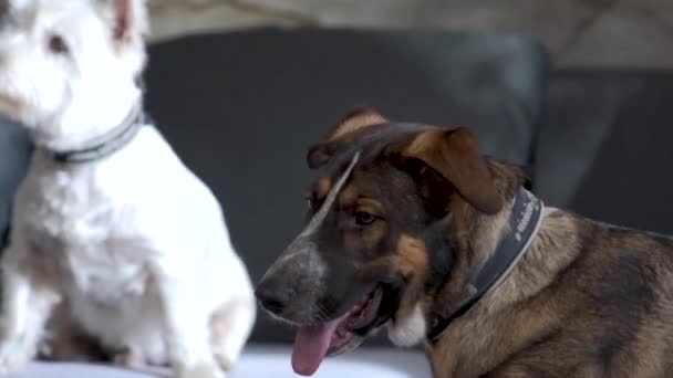 Perro Raza Mixta Terrier Blanco Sofá Enfoque Rack Tiro Cerca — Vídeo de stock