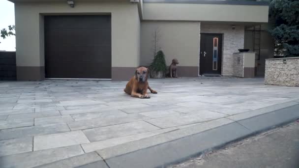 Rhodesian Ridgeback Dog Lying Family House Garage Patio Zooming — Vídeo de Stock