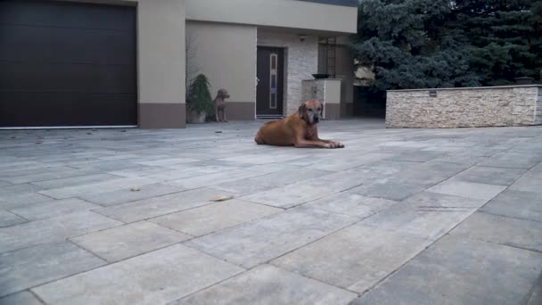 Rhodesian Ridgeback Dog Lying Lonely Family House Garage Patio — Vídeo de Stock