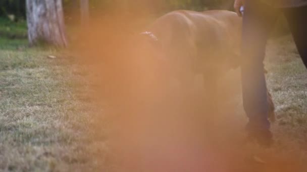 Rhodesian Ridgeback Dog Being Walked Autumn Field Close — Vídeos de Stock