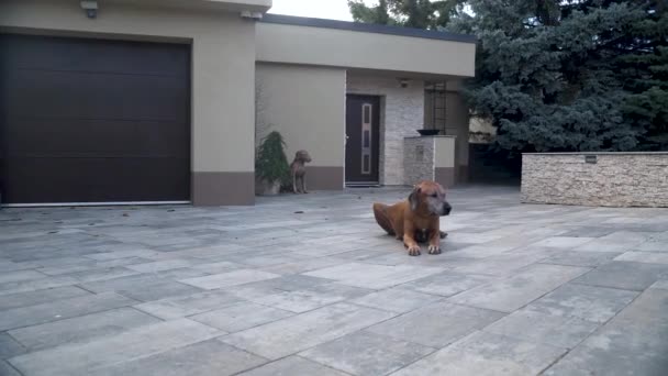 Anjing Pelacak Rhodesia Tergeletak Depan Pintu Garasi Rumah Keluarga — Stok Video