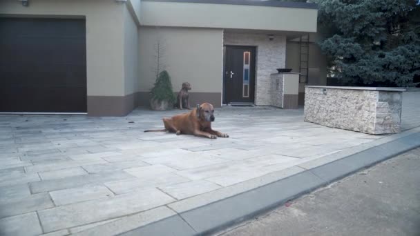 Lonely Rhodesian Ridgeback Lying Family House Garage Patio Zooming — Vídeo de Stock