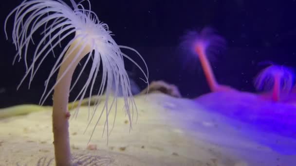 Deniz Şakayıkları Yiyecek Arıyor — Stok video