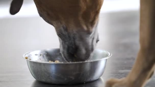 Rhodesian Ridgeback Dog Gobbling Dog Food Bowl Floor Close — стокове відео