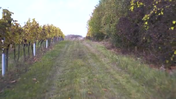 Dolly Shot Grassy Farm Road Grapevine Ruway Autumn — Video