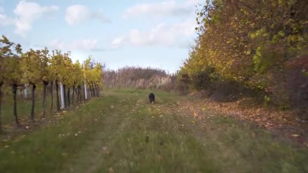 German Shepherd Dog Running Grass Road Autumn Action Dolly Shot — ストック動画