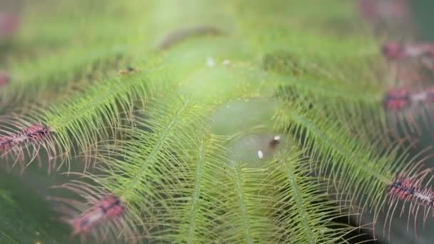 Macro Shot Common Gaudy Baron Caterpillar — Stock Video