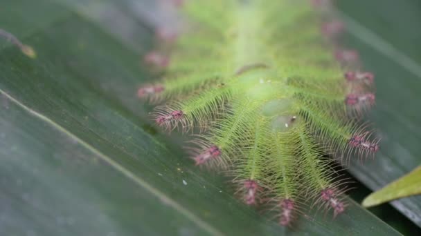Spłaszczona Kręgosłupa Gąsienica Gaudy Baron Butterfly Zamknij Się Makro — Wideo stockowe