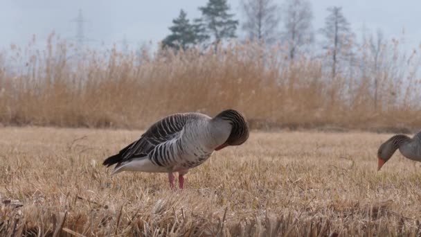 Greylag Gäss Själv Grooming Sig Efter Parning — Stockvideo