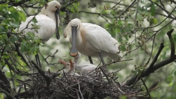 Hungry Spoonbill Chicks Crawling Each Other Fed Parent Full Shot — Vídeos de Stock