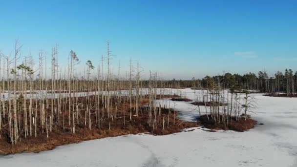 ラトビアのセナミレ自然保護区で枯れ木と凍結沼湖の空中ビュー — ストック動画
