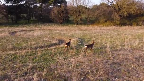 Aerial Shot Two Roe Deers Standing Meadow — Vídeos de Stock