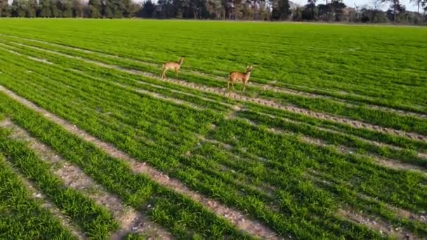 Orbita Aerea Bassa Altitudine Paio Caprioli Che Nutrono Prato Primaverile — Video Stock