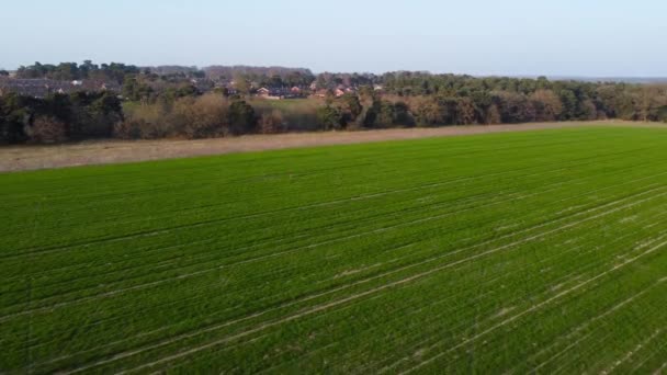 Couple Roe Deers Feed Spring Meadow Early Morning Aerial Fly — Wideo stockowe