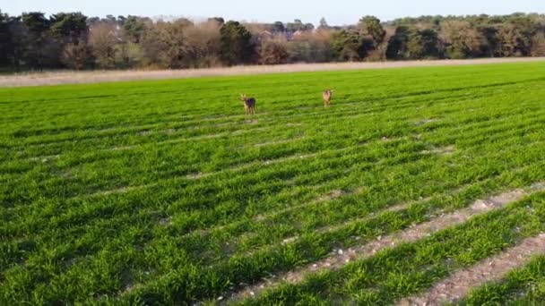 Couple Roe Deers Feeding Spring Meadow Early Morning Looking Drone — стоковое видео