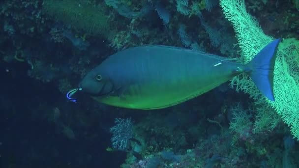 Unicornfish Changing Color Tropical Coral Reef — Stock videók