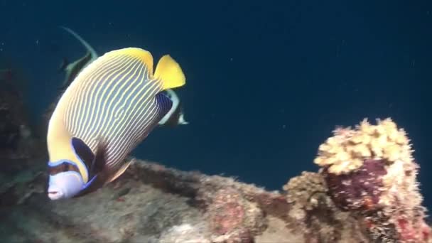 多彩的真金鱼在沉船上游来游去 — 图库视频影像