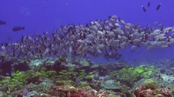 Many Snappers Swimming Tropical Coral Reef — Vídeos de Stock