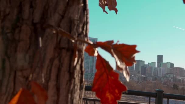 从一棵树后拍摄的漂亮的娃娃式相机揭示了美丽的丹佛科罗拉多摩天大楼的城市景观天际线 在4K的光芒四射中慢动作 — 图库视频影像