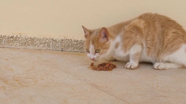 Dakloze Gember Kat Eten Van Straat — Stockvideo