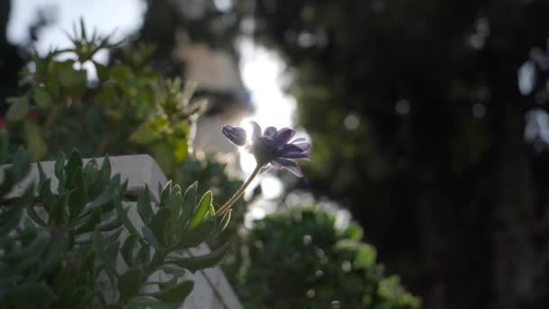 Фиолетовый Цветок Солнечном Свете Ручная Замедленная Съемка — стоковое видео