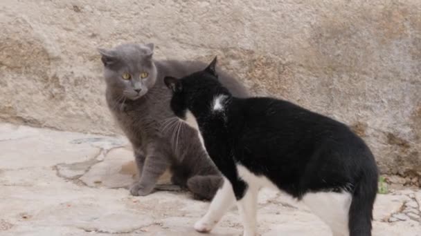 猫は通りで別の猫をいじめ スローモーションを閉じます — ストック動画