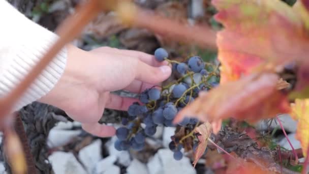 木から最後のブドウを取る スローモーション — ストック動画