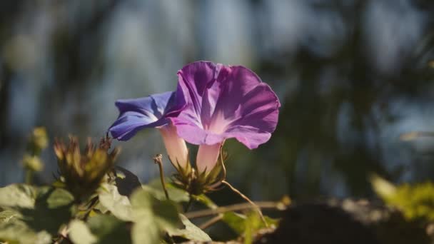 Stabiel Schot Van Een Klimop Bloem Met Zonlicht — Stockvideo