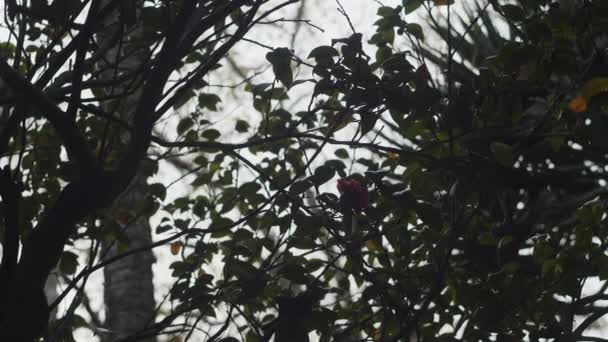 Одинокий Цветок Окружении Деревьев — стоковое видео