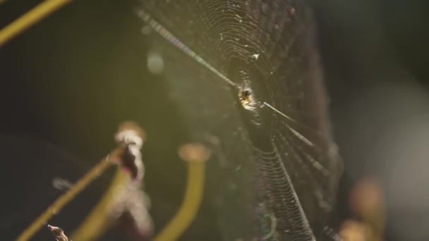 Spindel Hängande Ett Spindelnät Blåsig Dag — Stockvideo