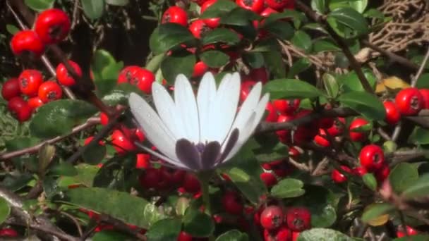 Bílá Měsíčková Květina Kapkami Rosy Okvětních Lístcích Klíčky Uprostřed Červené — Stock video