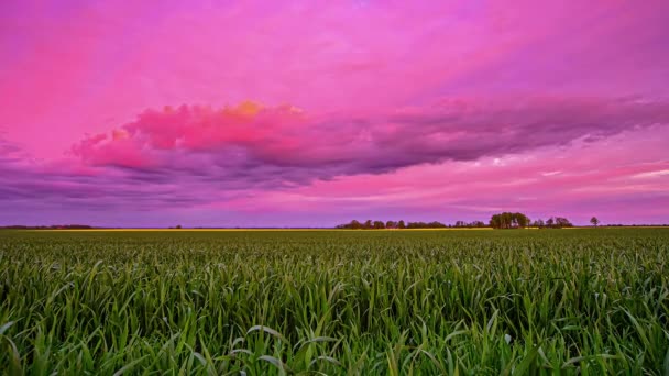 Otroligt Lila Himmel Vid Solnedgången Med Bönder Fält Surrealistiskt Naturlandskap — Stockvideo